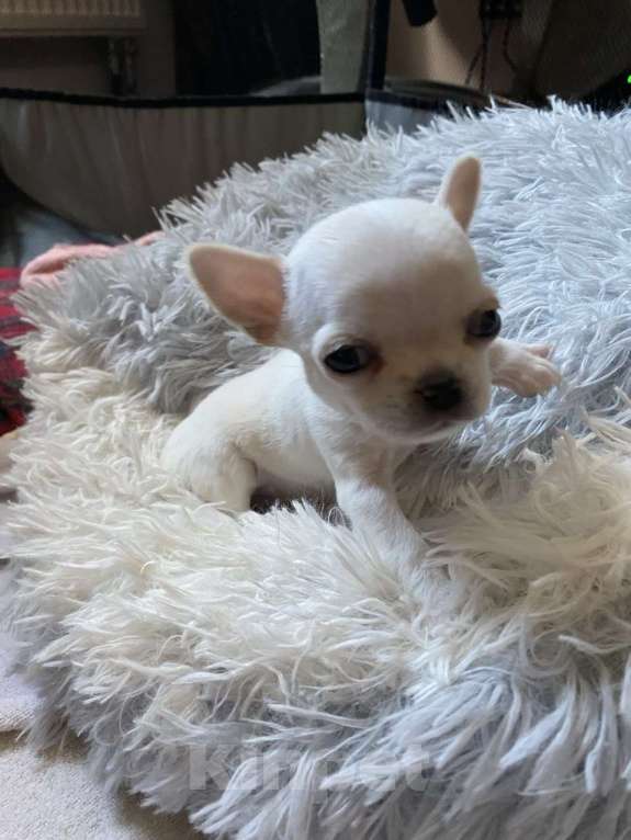 Собаки в других городах Московской области: Продам мини чихуахуа Девочка, 80 000 руб. - фото 3