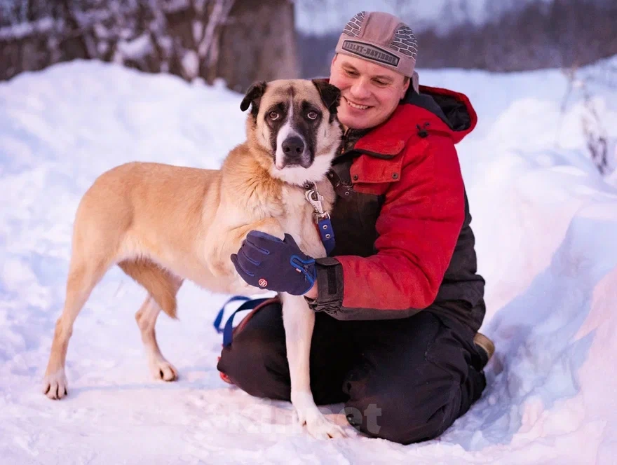 Собаки в Москве: Ханна хочет домой Девочка, Бесплатно - фото 1