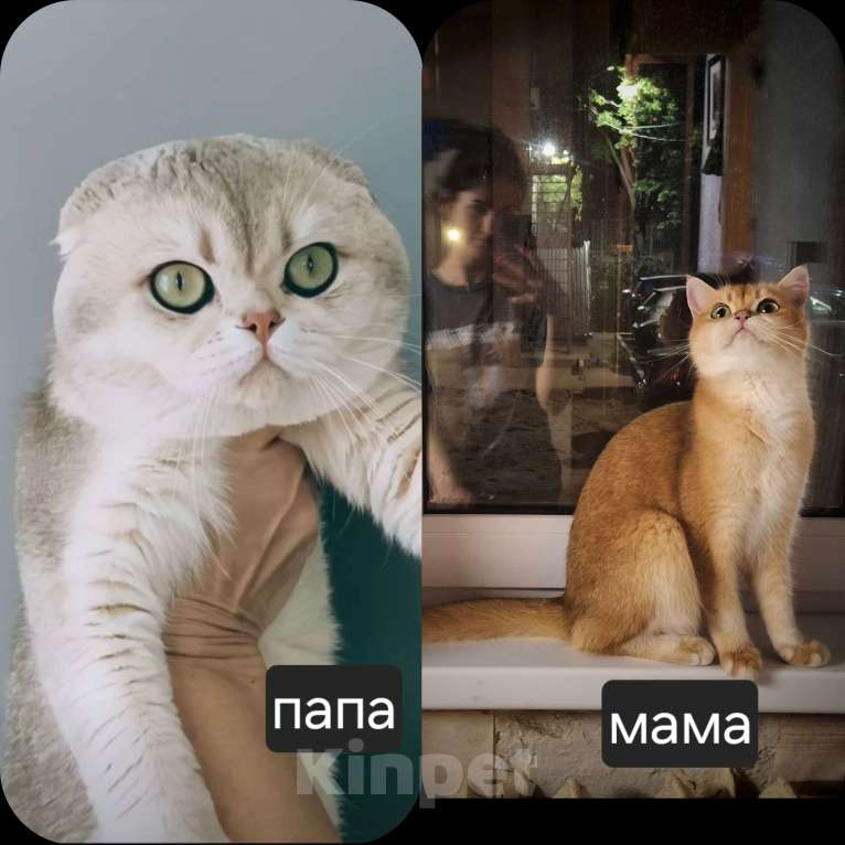 Кошки в Москве: Violet Luna Девочка, 50 000 руб. - фото 10