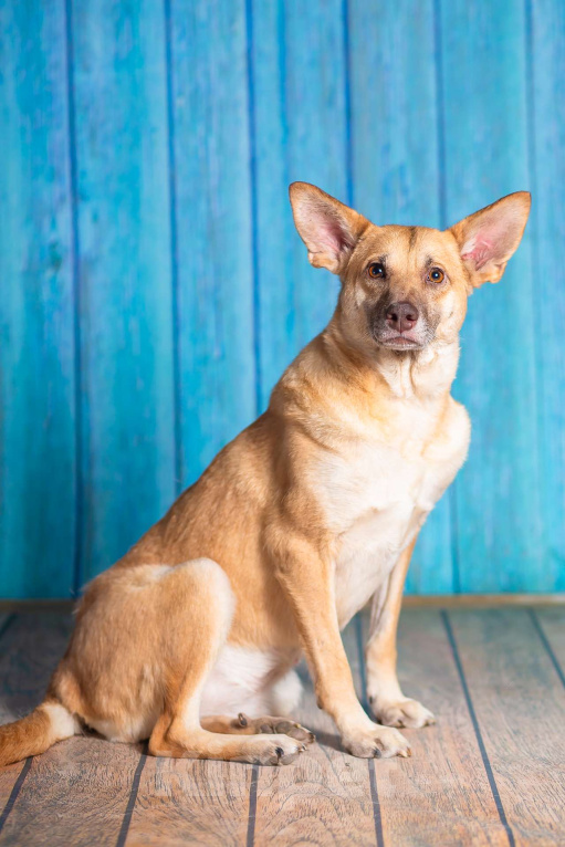 Собаки в Москве: Домашняя собака в поисках семьи Девочка, Бесплатно - фото 7