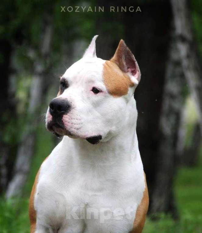 Собаки в Сосновоборске: Вязка породного кобеля Американский Стаффордширский Терьер Мальчик, 50 000 руб. - фото 2