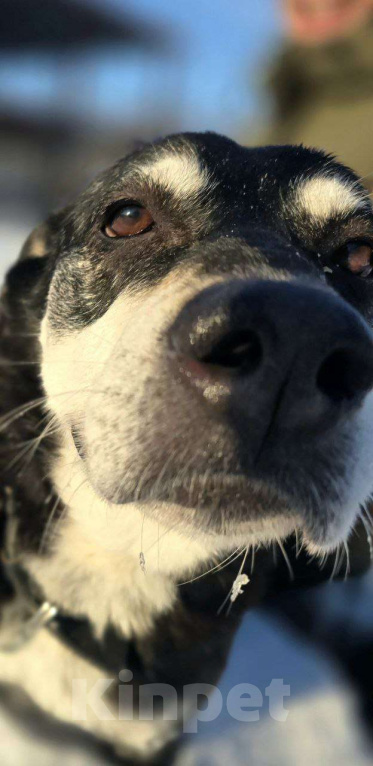 Собаки в Королеве: В поисках дома прекрасная Амели. Девочка, Бесплатно - фото 9