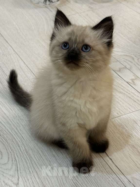 Кошки в других городах Московской области: Девачка2  Девочка, 25 000 руб. - фото 2