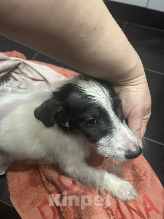 Собаки в Москве: Щенок-девочка в добрые руки! Девочка, Бесплатно - фото 4