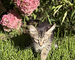Кошки в Казани: Котята Девочка, Бесплатно - фото 1