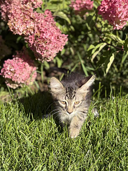 Котята