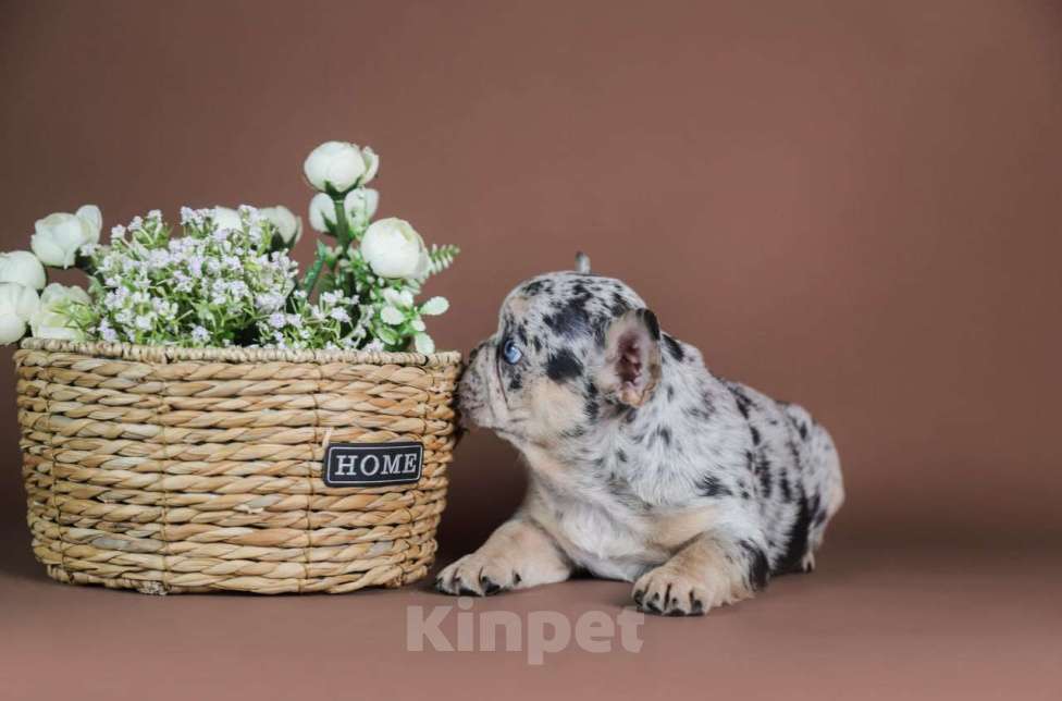 Собаки в Москве: Девочка голубой мрамор Девочка, 100 000 руб. - фото 5