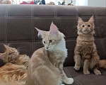 Кошки в Симферополе: Котята Мейн-кун Девочка, 20 000 руб. - фото 7