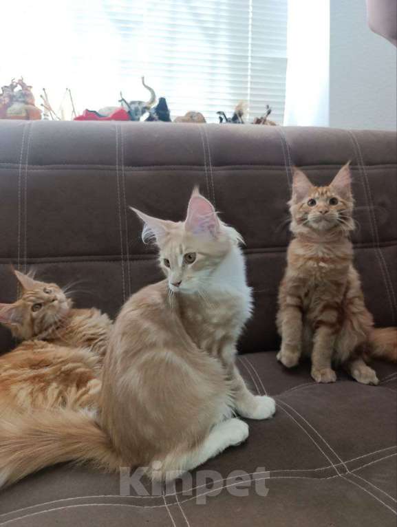 Кошки в Симферополе: Котята Мейн-кун Девочка, 20 000 руб. - фото 7