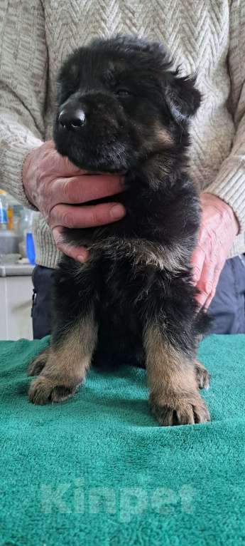 Собаки в Москве: Щенки немецкой овчарки Девочка, 80 000 руб. - фото 3