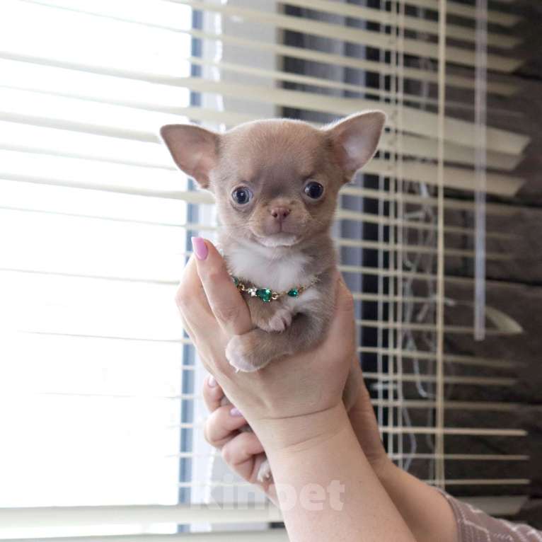 Собаки в Москве: 💜Лиловая кукольная чихуахуа Девочка, 100 000 руб. - фото 2