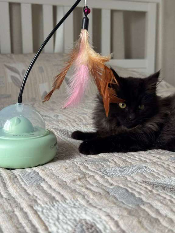 Кошки в Москве: котенок Зитта ищет дом Девочка, Бесплатно - фото 5