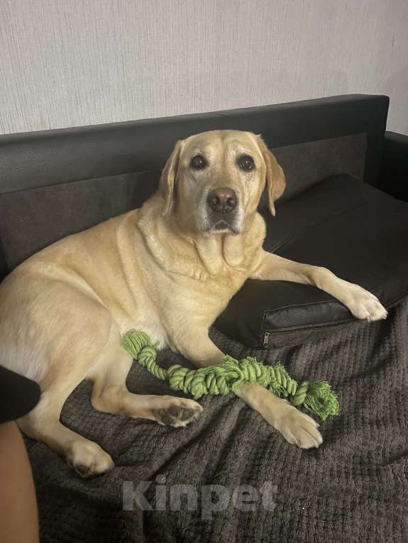 Собаки в Люберцах: В добрые руки  Девочка, Бесплатно - фото 6