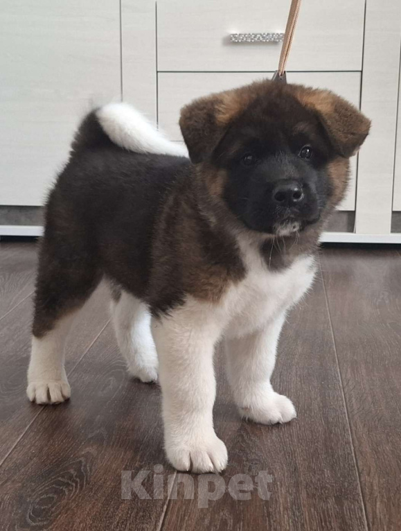 Собаки в Москве: Щенок американской акиты  Мальчик, 50 000 руб. - фото 2