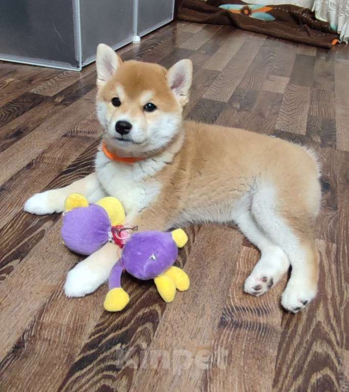 Собаки в Стерлитамаке: Щенки сиба-ину Девочка, 40 000 руб. - фото 3