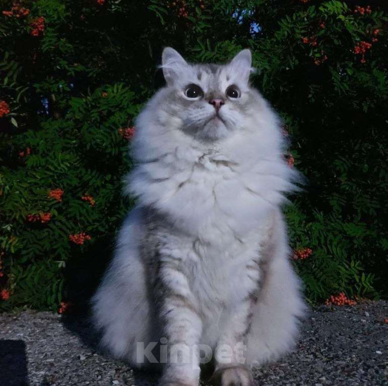 Кошки в Тюмени: Отдам кота в добрые руки Мальчик, Бесплатно - фото 1