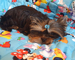 Собаки в Москве: Щенки йоркширского терьера Мальчик, 45 000 руб. - фото 6
