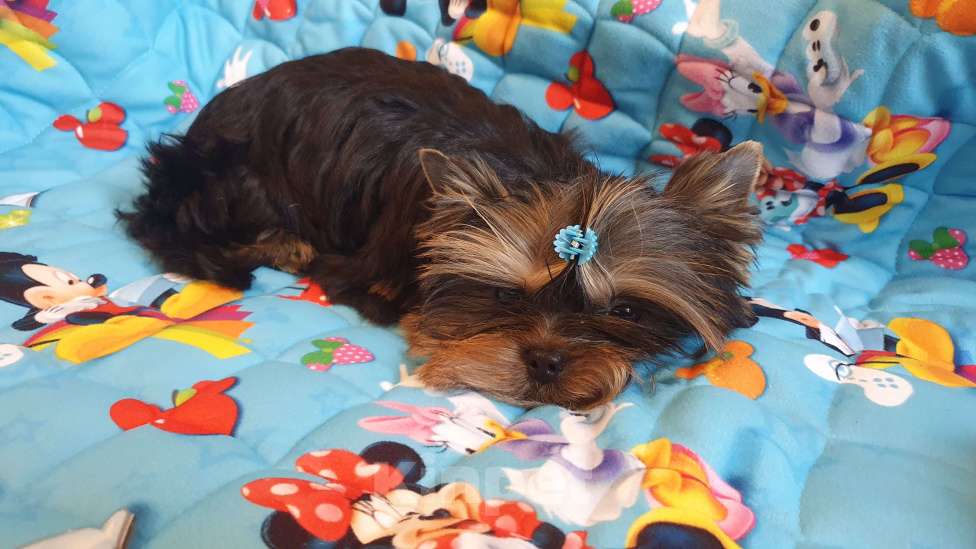 Собаки в Москве: Щенки йоркширского терьера Мальчик, 45 000 руб. - фото 6