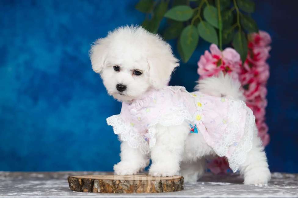 Собаки в Новосибирске: Бишон фризе. Девочка, 150 000 руб. - фото 7