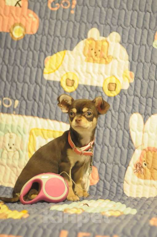 Собаки в Нерюнгри: чихуахуа щенки Мальчик, Бесплатно - фото 3