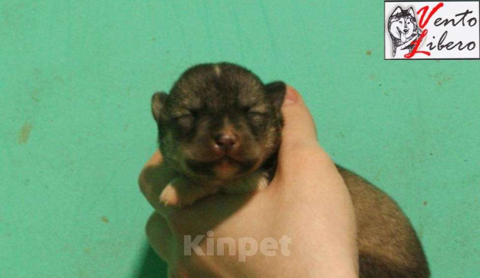 Собаки в других городах Московской области: сибирский хаски Мальчик, 80 000 руб. - фото 6