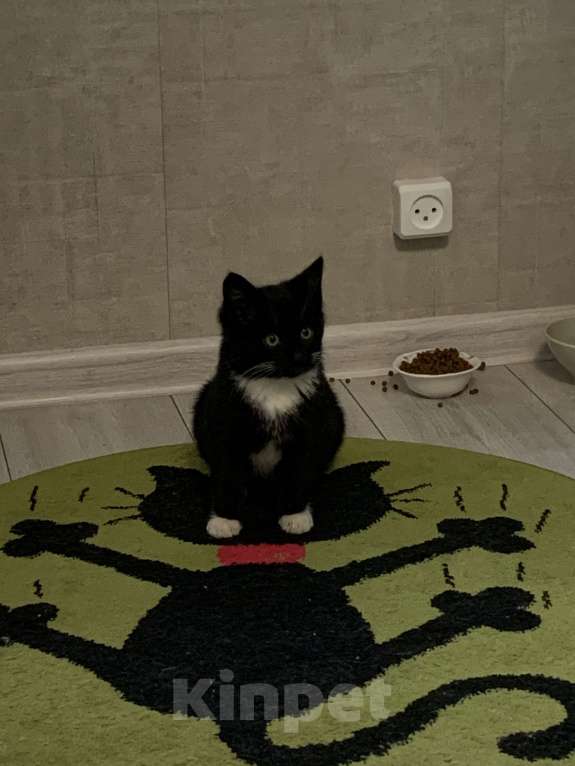 Кошки в других городах Московской области: Котёнок в добрые руки и любящую семью Мальчик, Бесплатно - фото 1