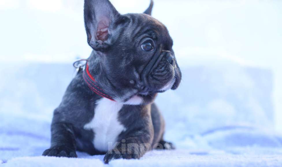 Собаки в Москве: Тигровая француженка Девочка, 40 000 руб. - фото 1