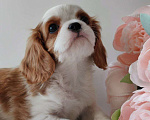 Собаки в других городах Московской области: Кавалер Кинг Чарльз спаниель, мальчик Мальчик, 70 000 руб. - фото 5