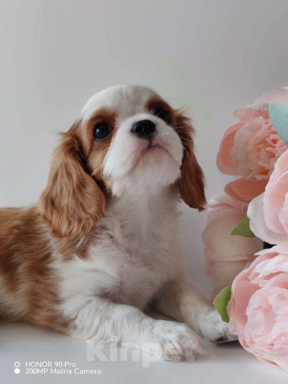 Собаки в других городах Московской области: Кавалер Кинг Чарльз спаниель, мальчик Мальчик, 70 000 руб. - фото 5