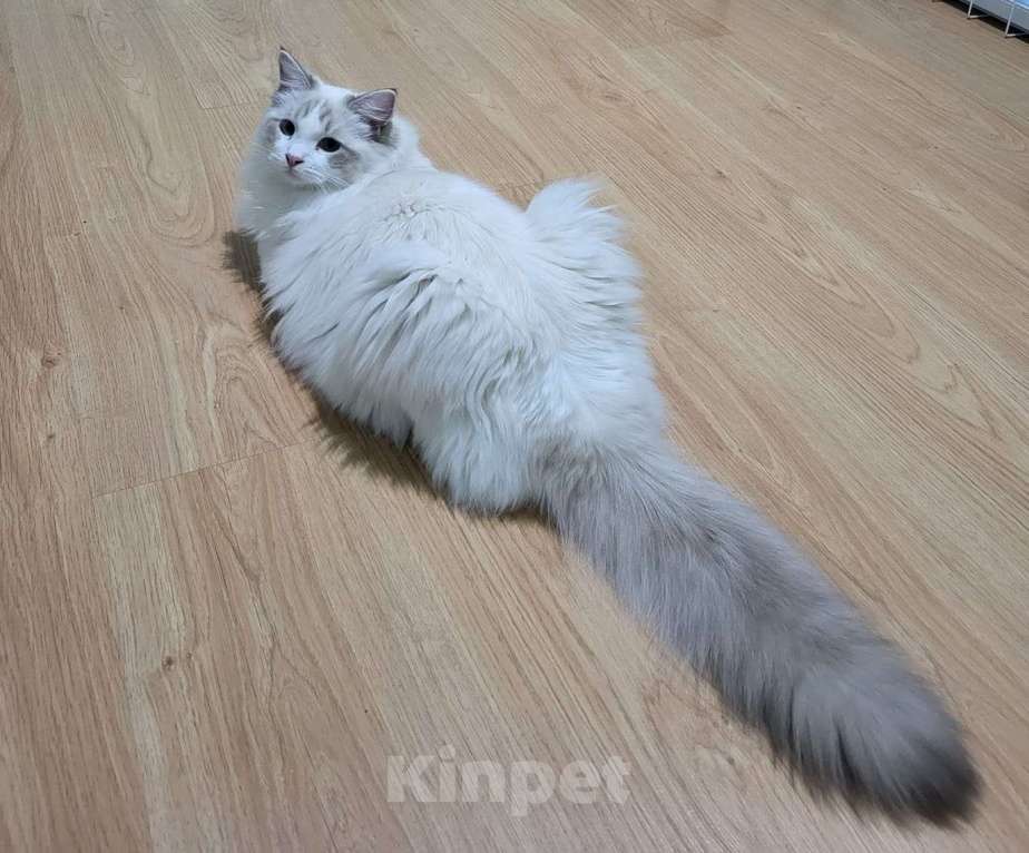 Кошки в Анапе: Котёнок породы рэгдолл Граф Мальчик, 20 000 руб. - фото 3