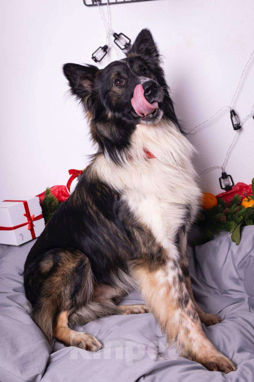 Собаки в Москве: Фил — пёс с судьбой, достойной книги Мальчик, Бесплатно - фото 2