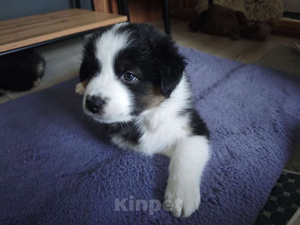 Собаки в Новокузнецке: Атлас черный триколор Мальчик, 50 000 руб. - фото 1