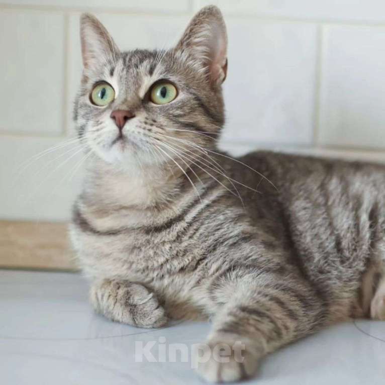 Кошки в Москве: Ласковая кошечка Груша ищет домик Девочка, Бесплатно - фото 5