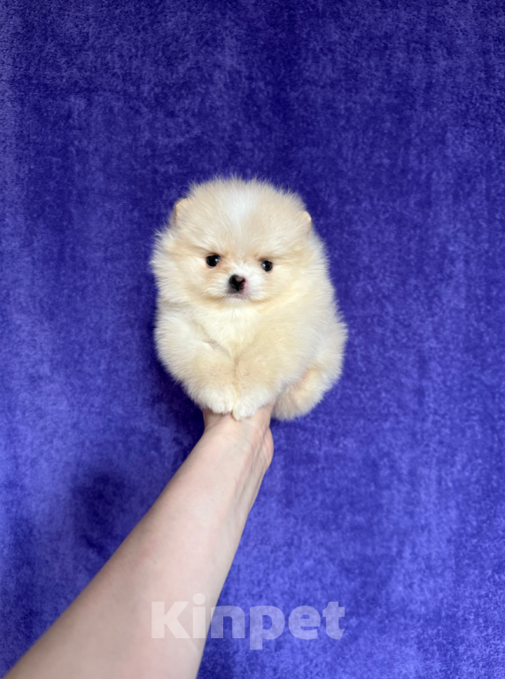 Собаки в Москве: Мини малышка Девочка, 25 000 руб. - фото 1