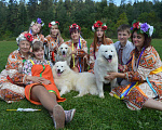 Собаки в Златоусте: Вязка, 5 000 руб. - фото 3