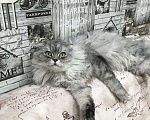 Кошки в Касимове: Вязка, 1 500 руб. - фото 8