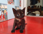 Кошки в Москве: котенок Мальчик, Бесплатно - фото 4