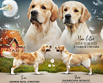 Собаки в Подольске: Щенок золотистого ретривера Мальчик, 85 000 руб. - фото 4