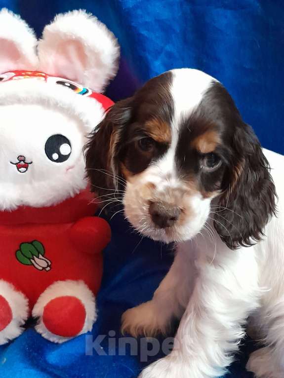 Собаки в Рыбинске: Девочка Английского кокера спаниеля  Девочка, 60 000 руб. - фото 3