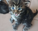 Кошки в других городах Ленинградской области: Котята в руковичках, котики и кошечки, разноцветные мурчалки Девочка, 45 000 руб. - фото 5