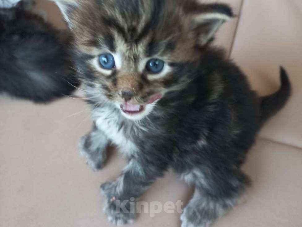 Кошки в других городах Ленинградской области: Котята в руковичках, котики и кошечки, разноцветные мурчалки Девочка, 45 000 руб. - фото 5