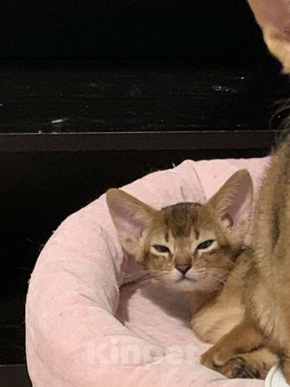 Кошки в Омске: Продам абиссинского котенка Разнополые, 40 000 руб. - фото 4