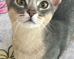 Кошки в Верее: Абиссинский котик Мальчик, 15 000 руб. - фото 2