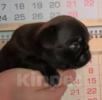 Собаки в Москве: черный мальчик пти брабансона Мальчик, 40 000 руб. - фото 1