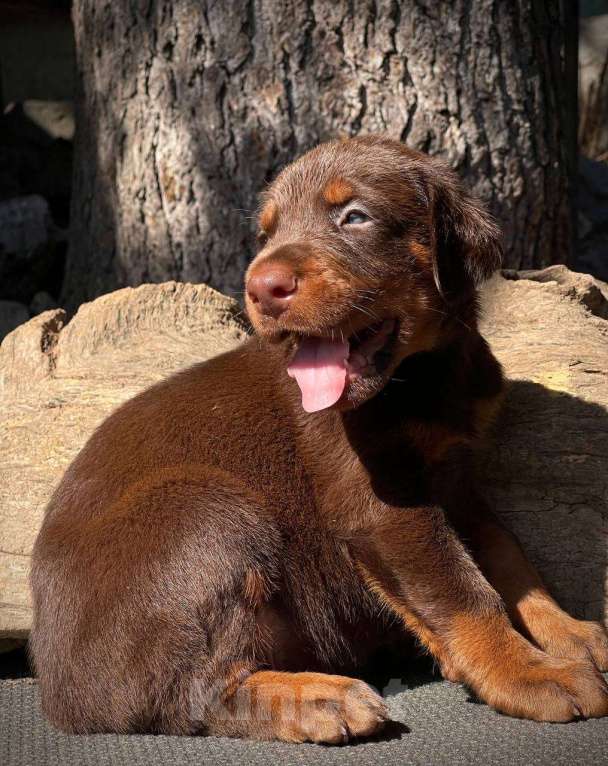 Собаки в Чехове: Крупные щенки добермана РКФ Мальчик, 70 000 руб. - фото 8