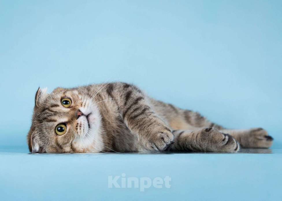 Кошки в Москве: Благородный добряк — кот Сигизмундий Мальчик, Бесплатно - фото 10