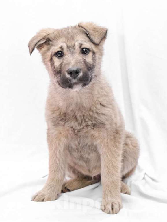 Собаки в Москве: Милый щенок Кролик. Времени на поиск дома - меньше недели Мальчик, Бесплатно - фото 2