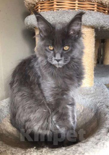 Кошки в Отрадном: Котята мейн-кун Разнополые, 30 000 руб. - фото 3