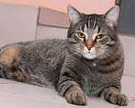 Кошки в Калуге: Барсик – само обаяние, полосатый позитив. Молодой кот в добрые руки. Мальчик, Бесплатно - фото 1