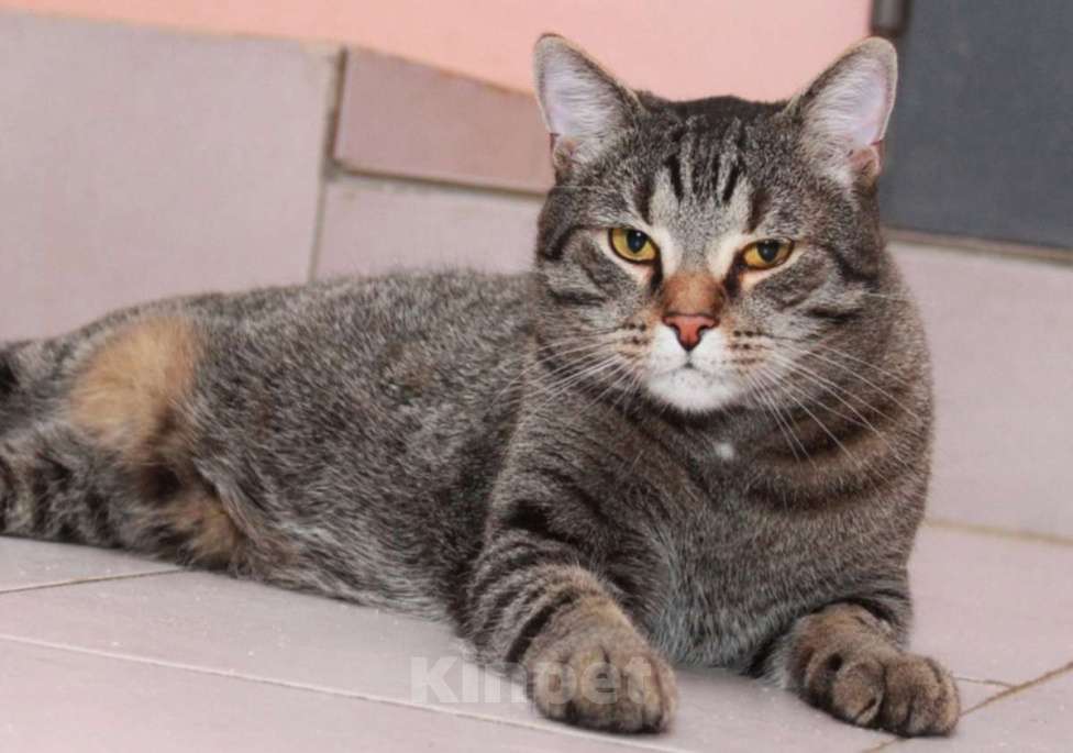 Кошки в Калуге: Барсик – само обаяние, полосатый позитив. Молодой кот в добрые руки. Мальчик, Бесплатно - фото 1